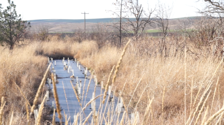 (ongoing) – CREP riparian forest buffers