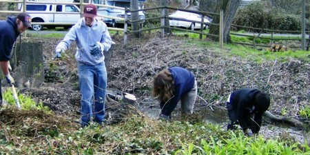 Creating Urban Riparian Buffer and Curb Projects