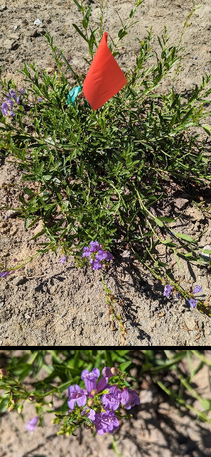 Elegant-Penstemon