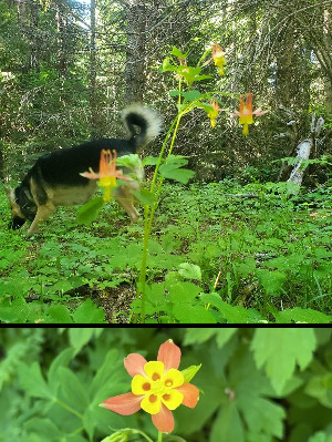 western-columbine